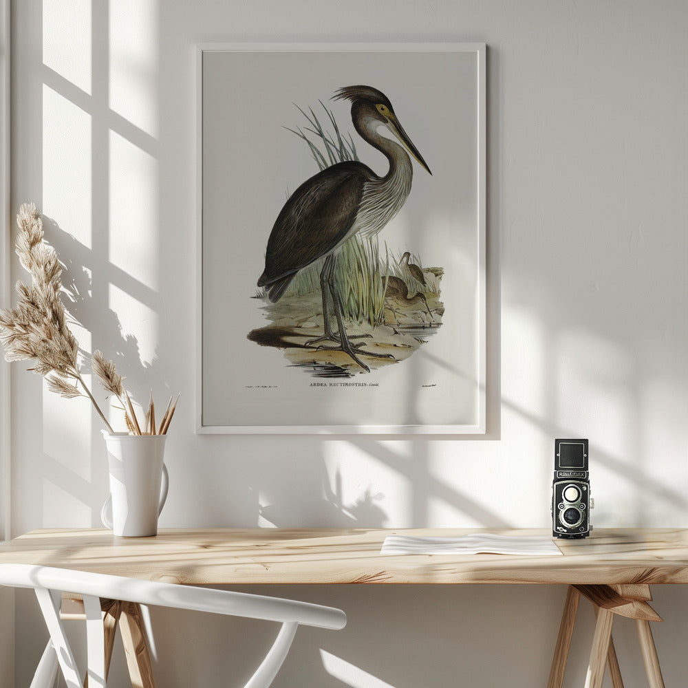 Great Billed Heron Poster