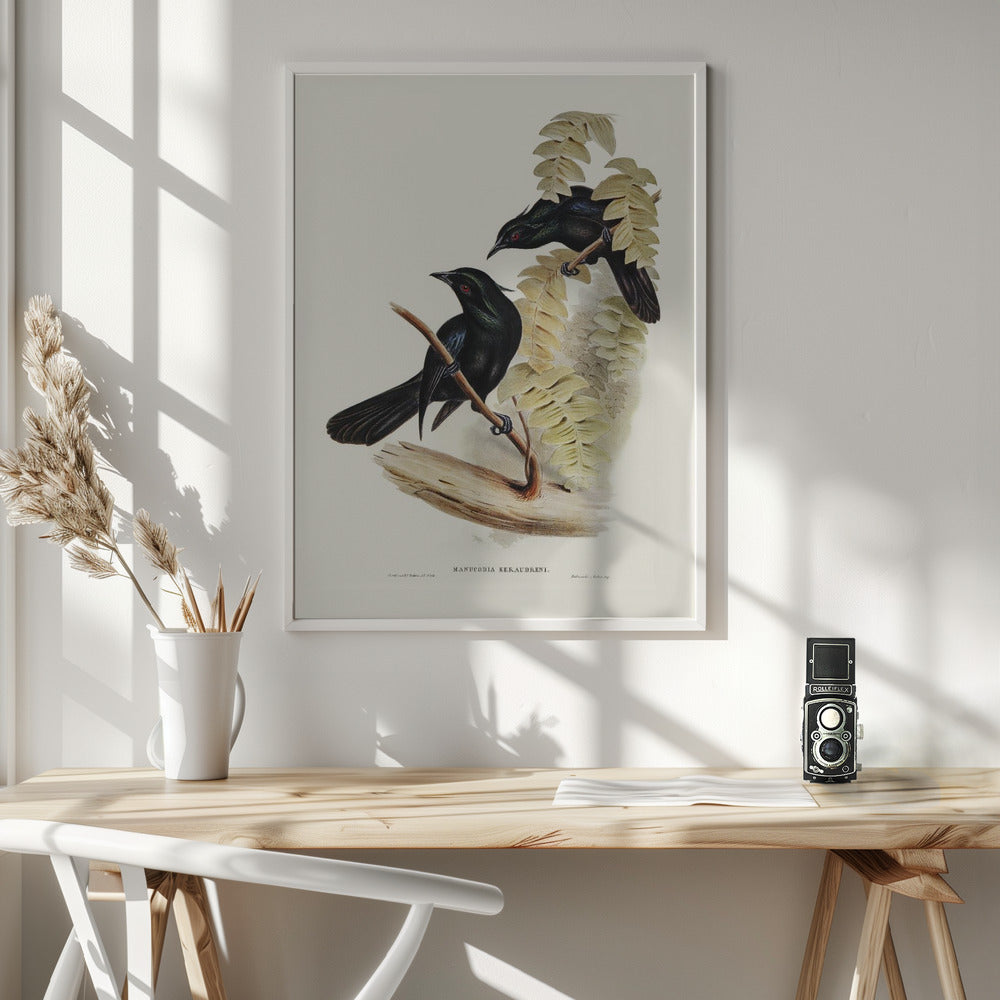 Keraudren&#039;s Crow Shrike Poster