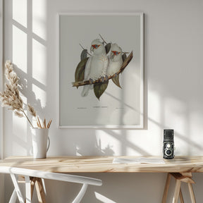 Long Billed Cockatoo Poster