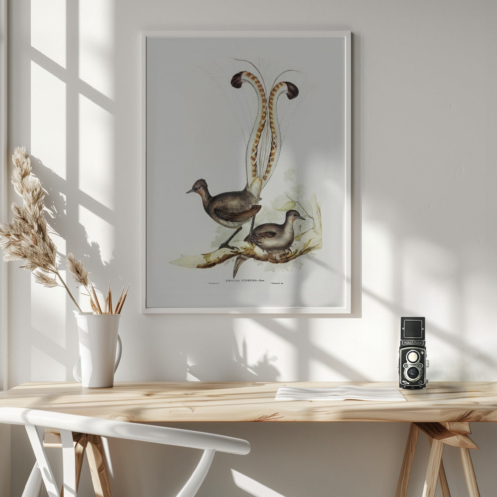 Lyre Bird Poster