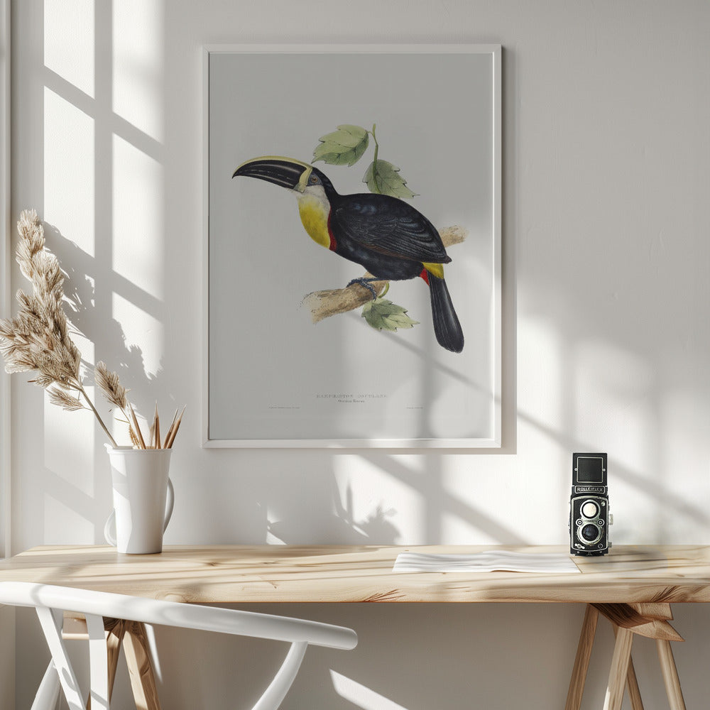 Osculant Toucan Poster