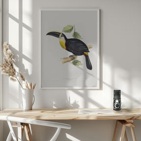 Osculant Toucan Poster