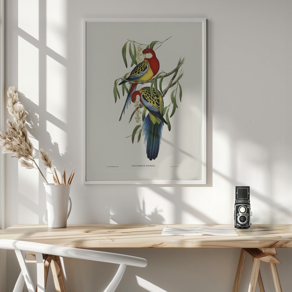 Rose Hill Parakeet Poster