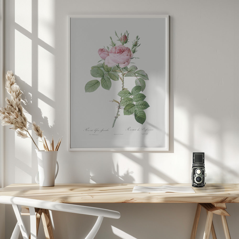 Rosa Bifera Officinalis,les Roses (1817–1824) Poster