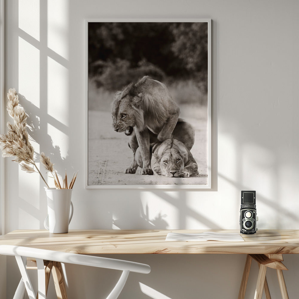 Lion Love Poster