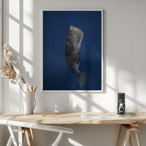 Candle sperm whale Poster