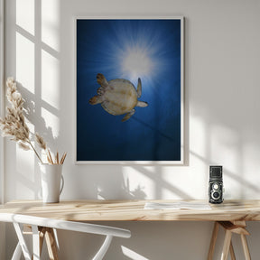 Green turtle Poster