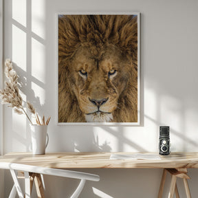 Serious Lion Poster