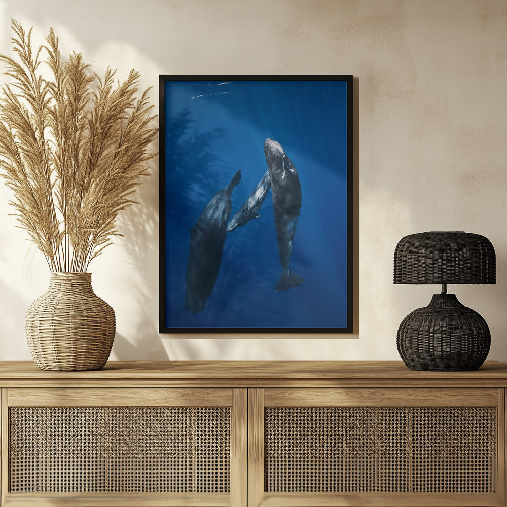 Sperm whale family Poster