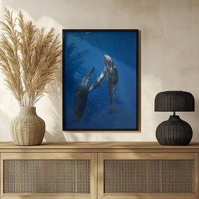 Sperm whale family Poster