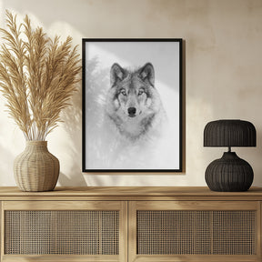 Portrait of a Timber Wolf Poster