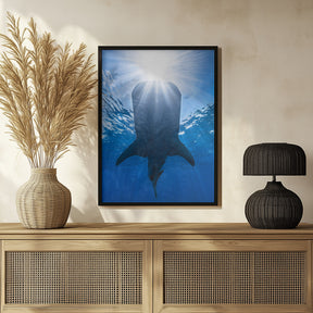 Whale shark and sun Poster