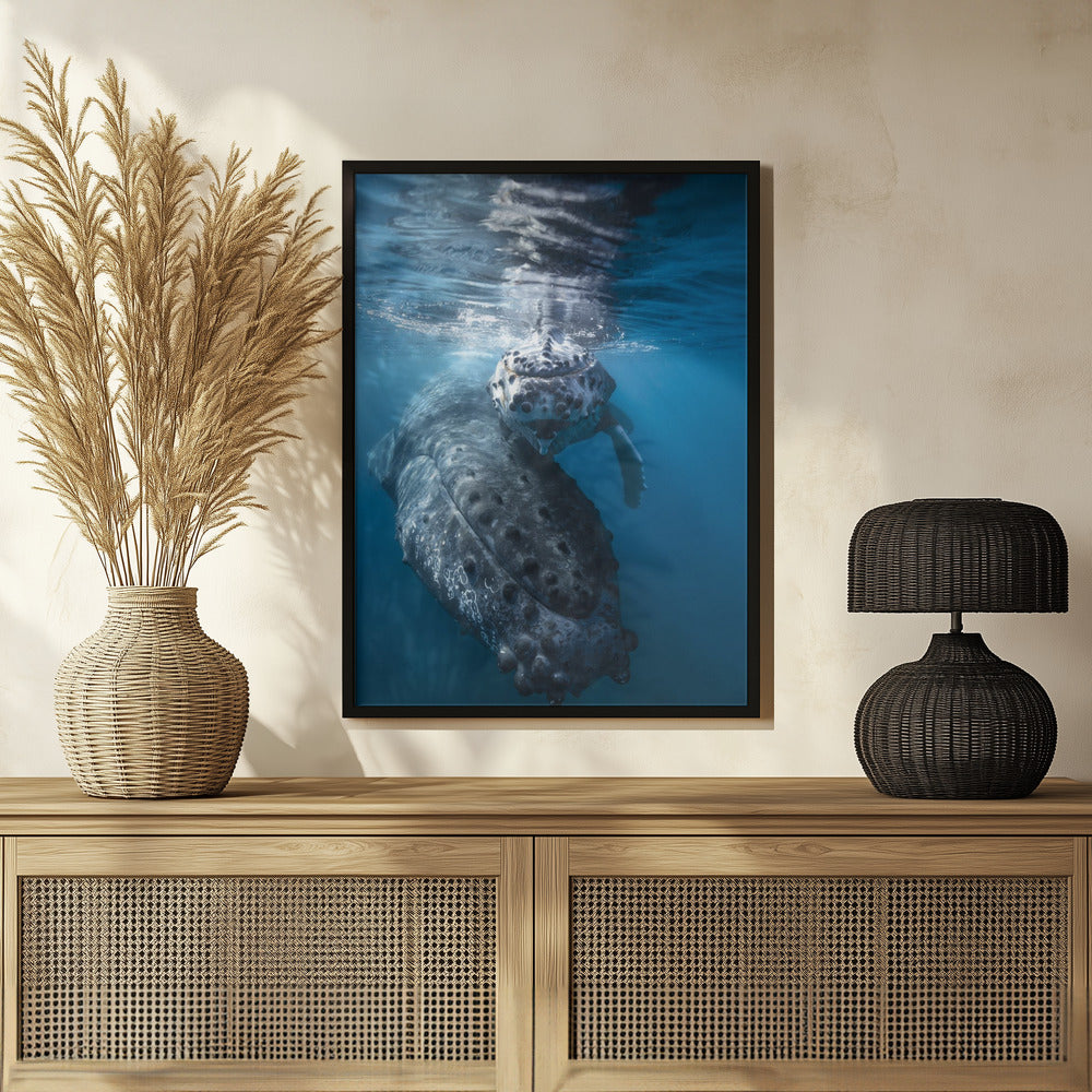 Humpback whale and calf Poster