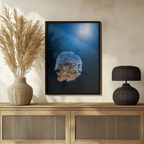 Jellyfish from Tachai pinnacle Poster