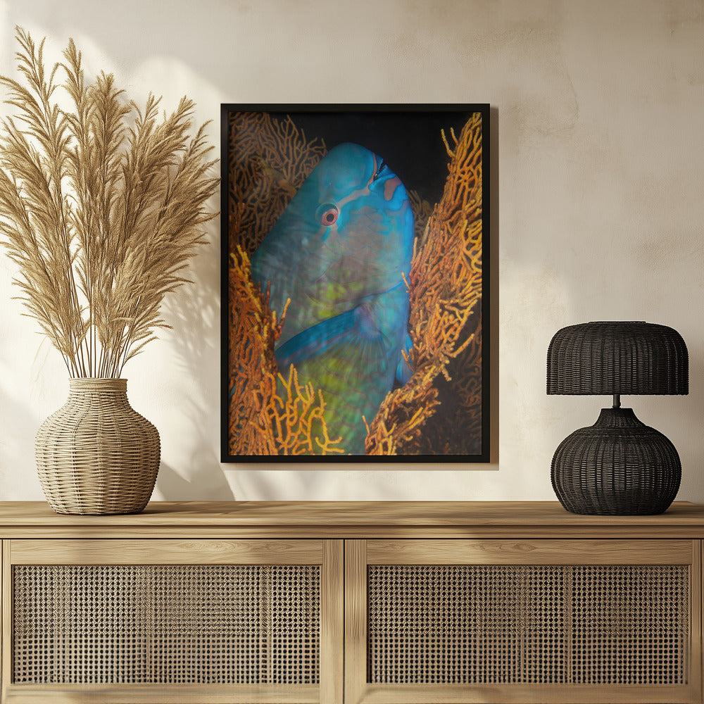 Ember parrotfish Poster