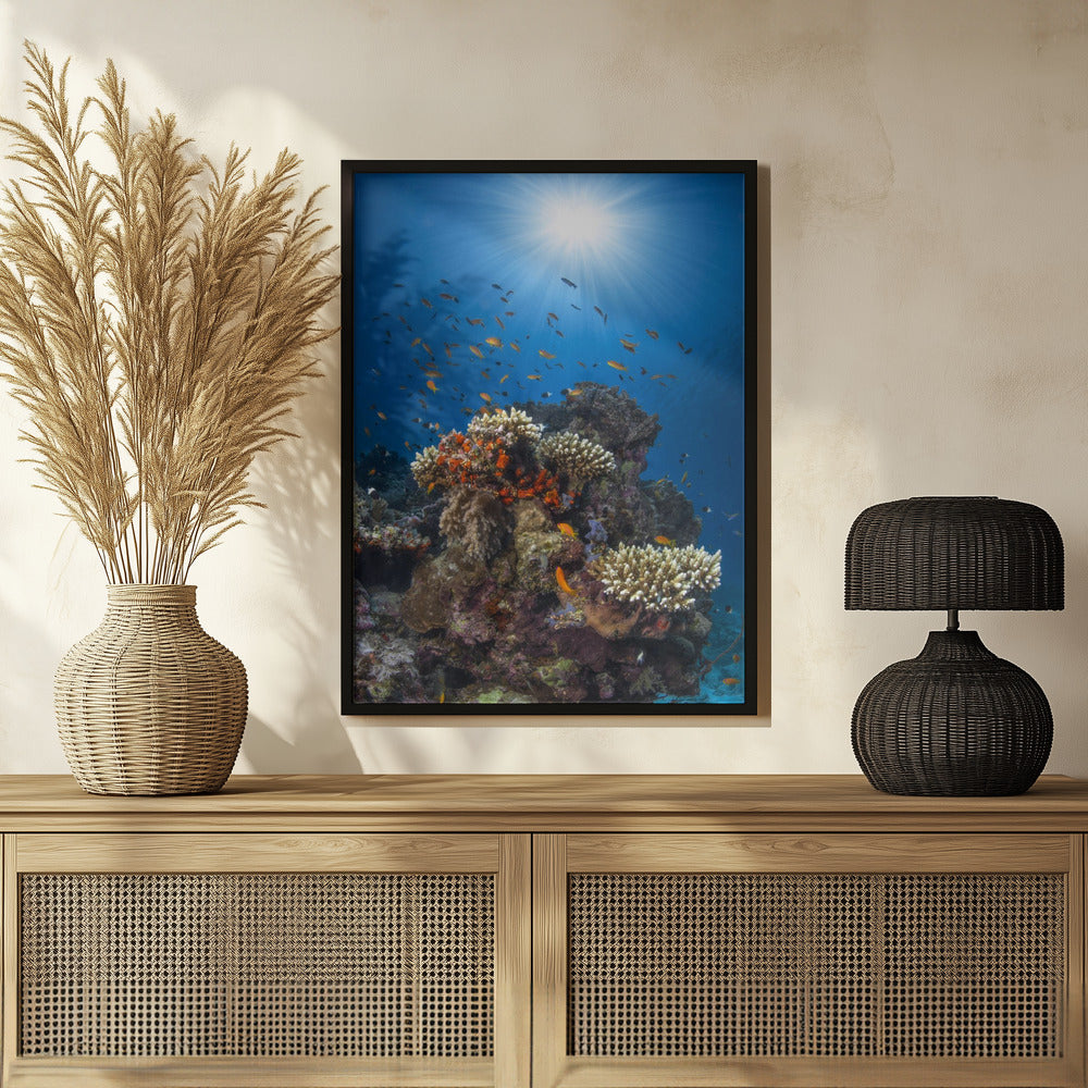 Reef and sunshine Poster