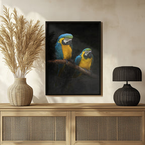 Macaw Parrots Poster