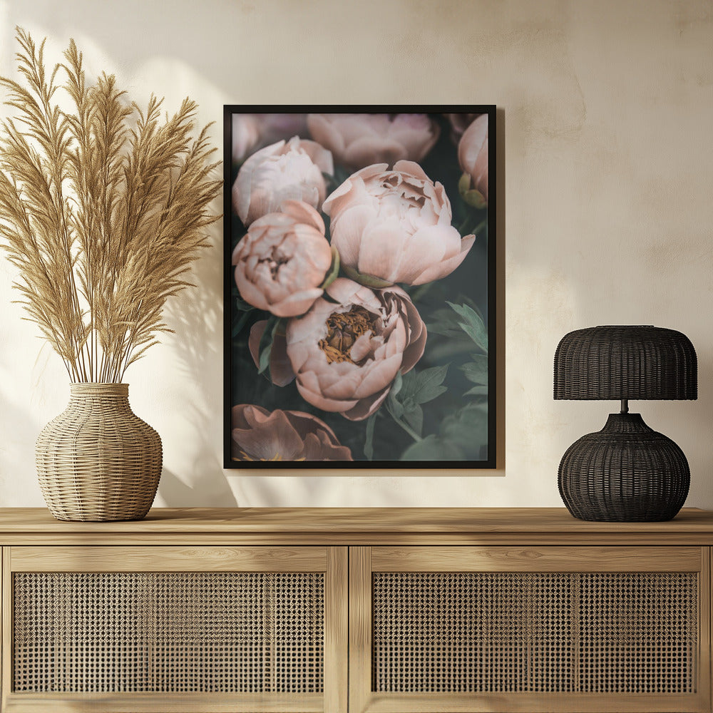 Coral Peonies Poster