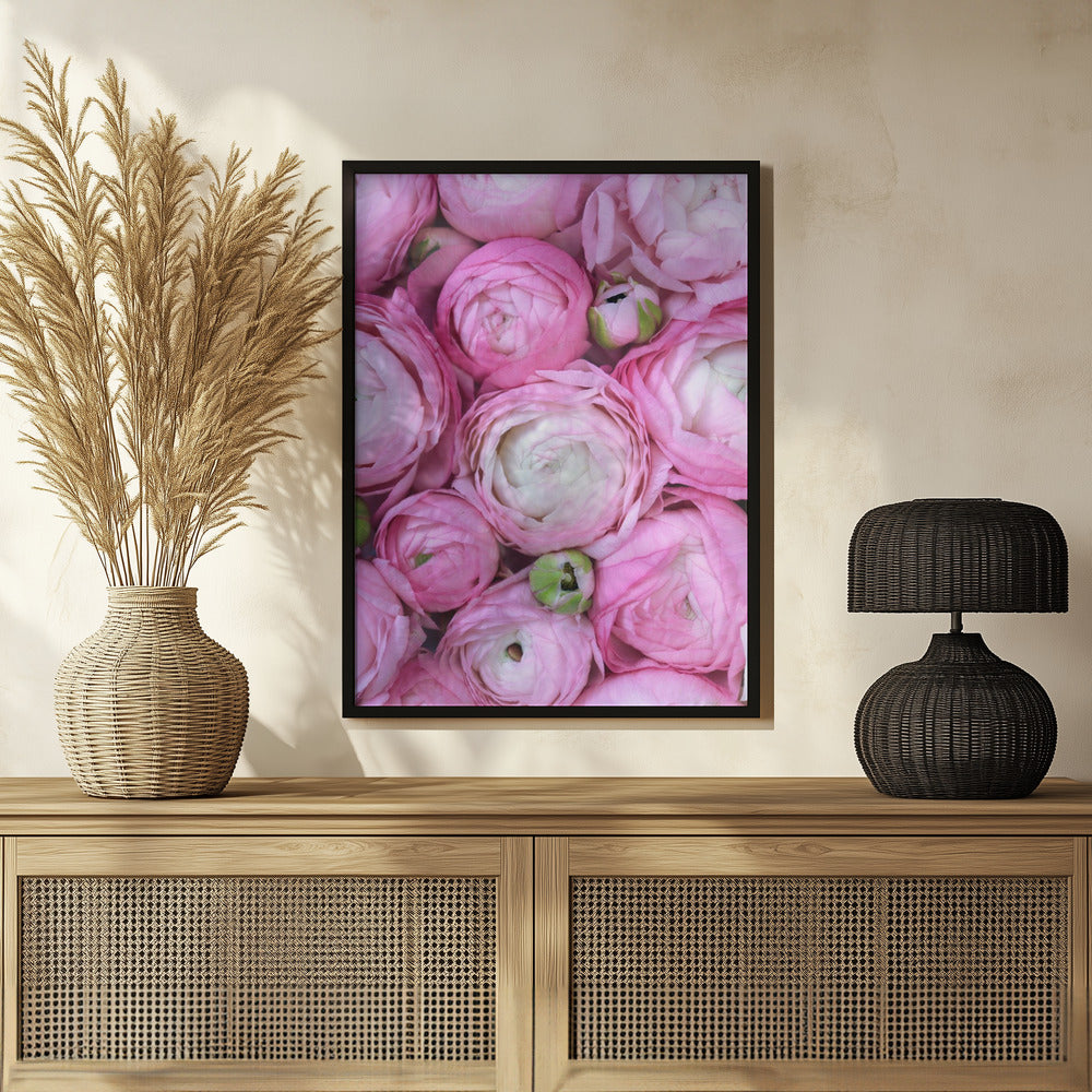 Pink ranunculus Poster