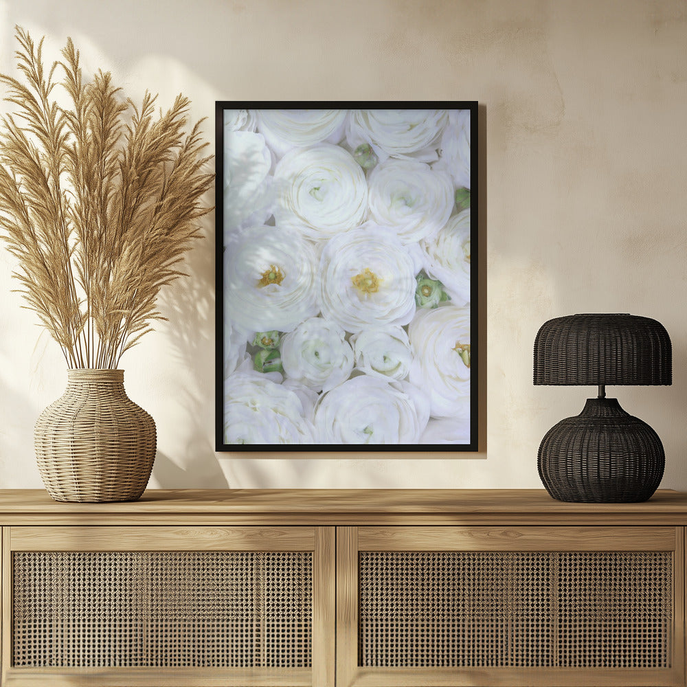 Pure white ranunculus Poster