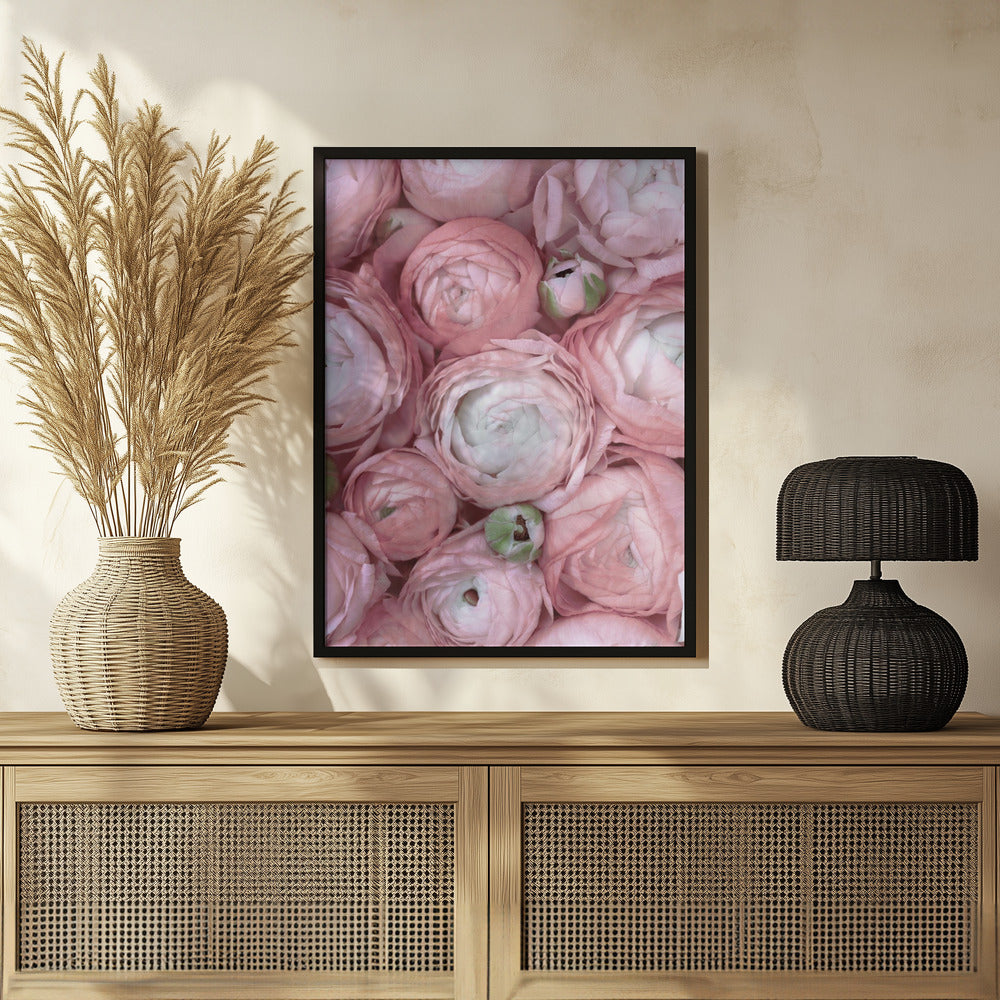 Subdued blush ranunculus Poster