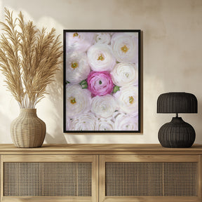 Singular ranunculus in hot pink Poster