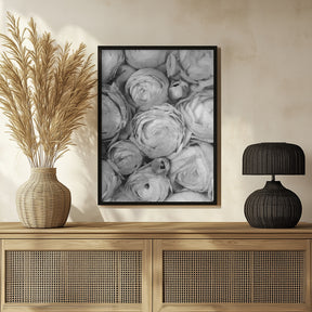 Gray ranunculus Poster