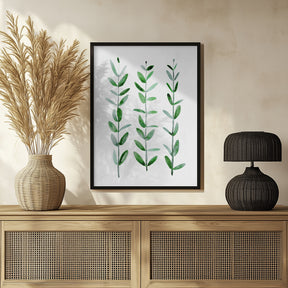 Watercolor eucalyptus parvifolia Poster