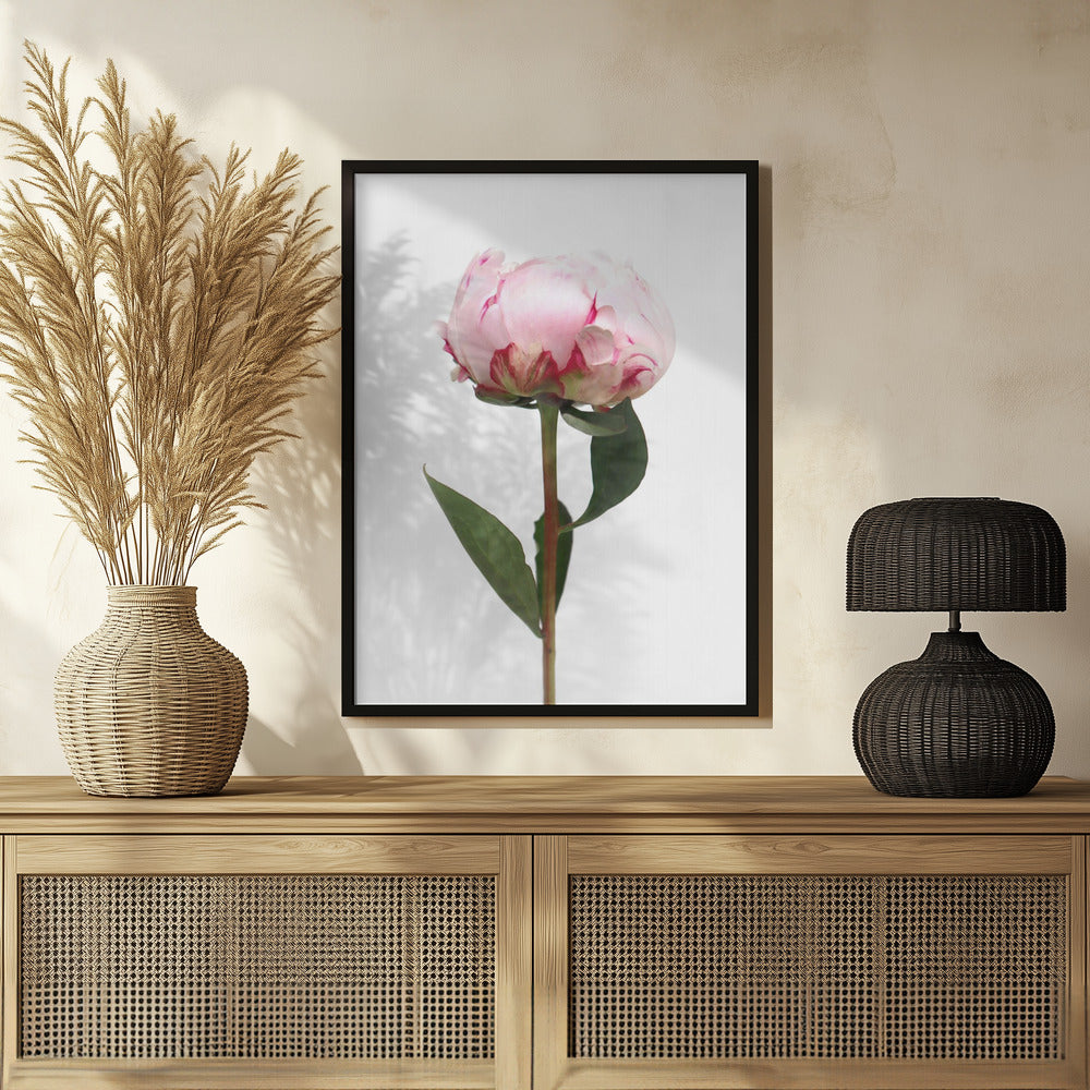 Pink peony II Poster