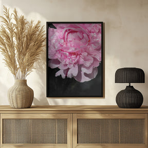 Pink peony V Poster