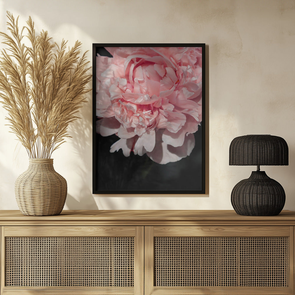 Blush peony V Poster