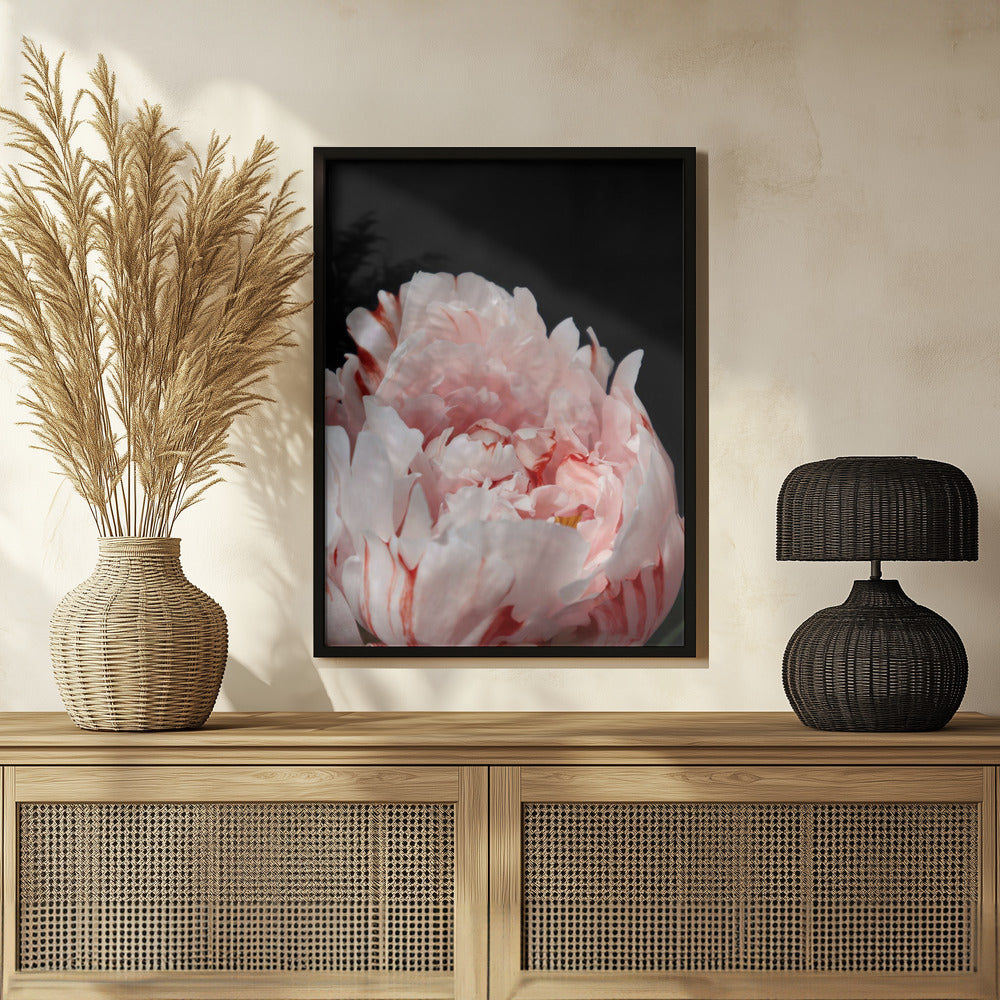 Blush peony VIII Poster