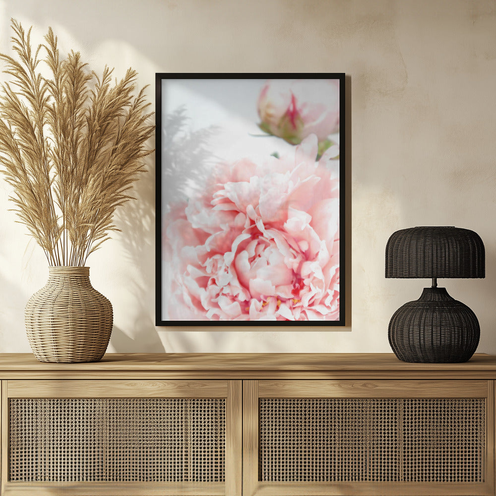 Blush peony IX Poster