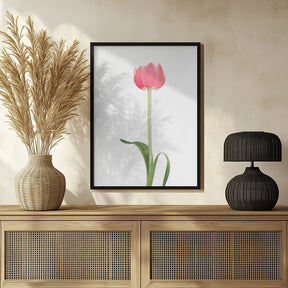 Pink tulip Poster