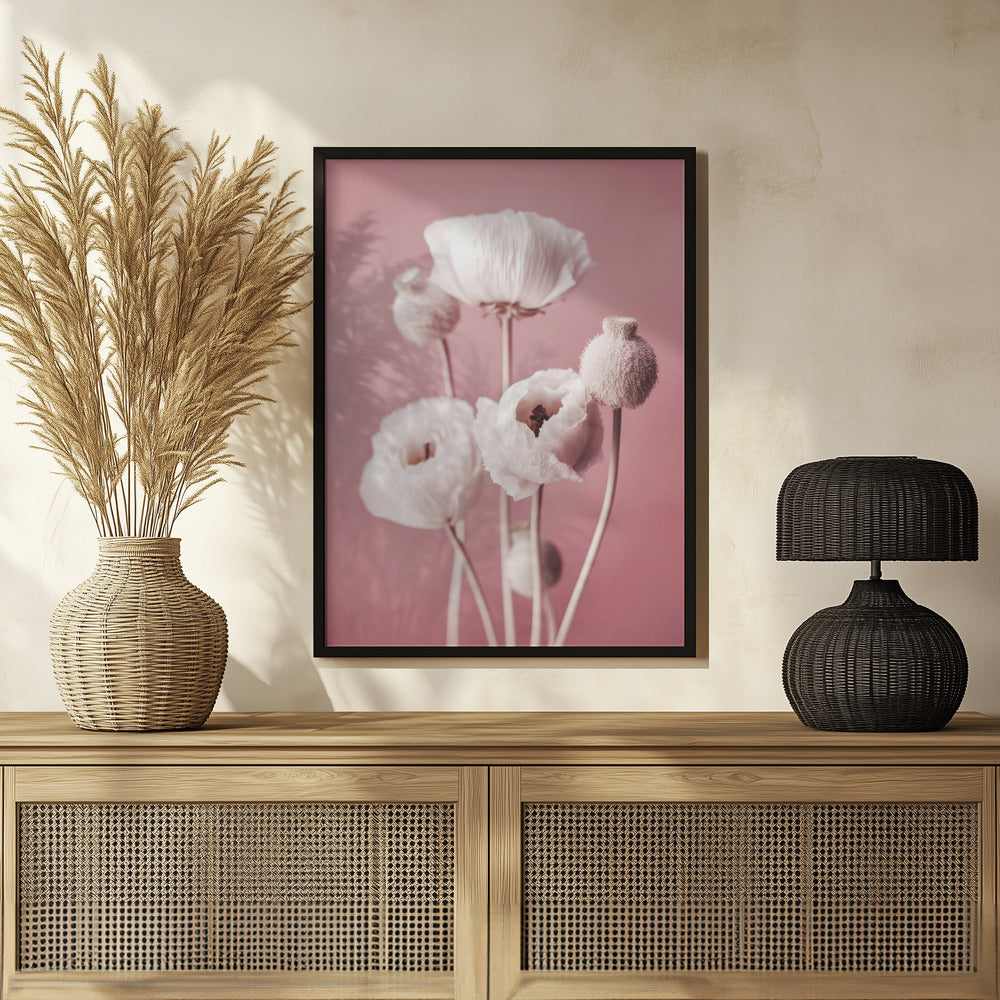 White Poppy On Pink Background Poster