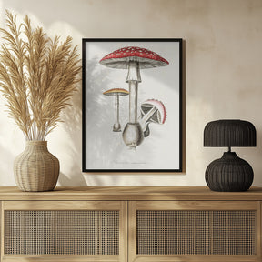 Amanita Muscaria Illustration. Medical Botany 1836 Poster