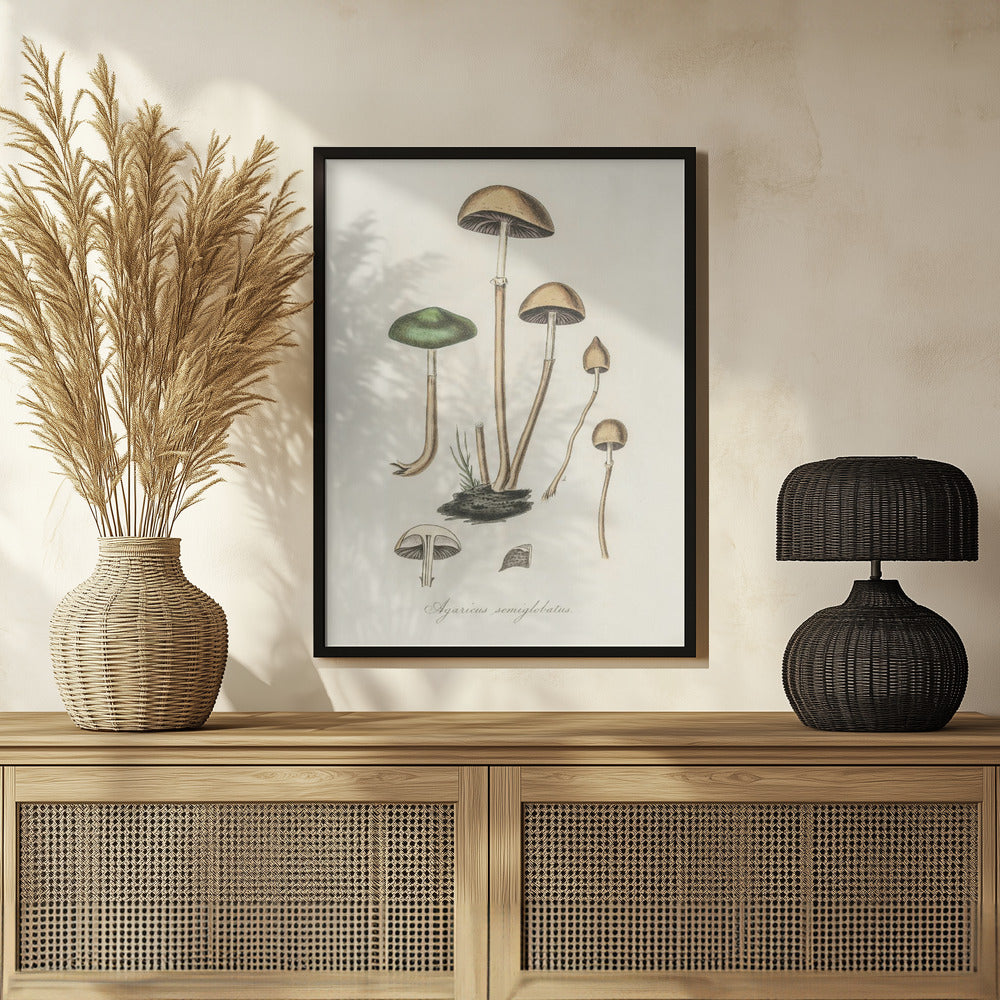 Agaricus Semiglobatus Poster