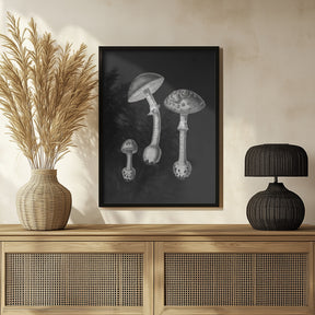 Amanita Muscaria  Black Backgound BW Poster