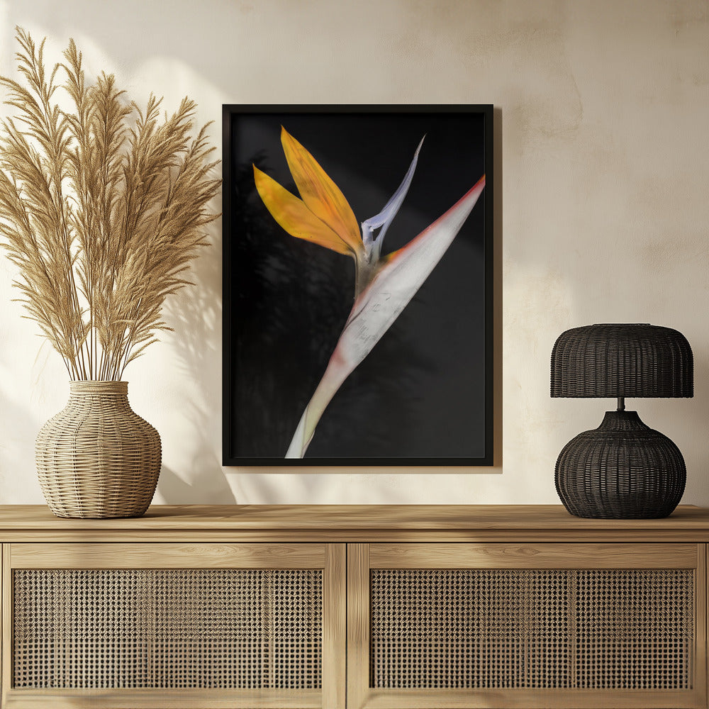 Bird of Paradise Poster