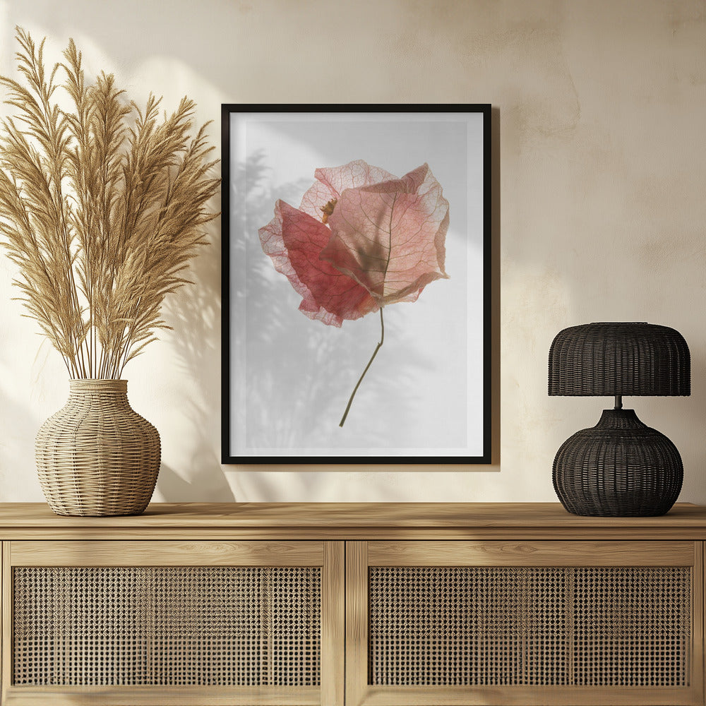 Bougainvillea Study No2 Poster