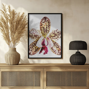 Coral Orchid Poster