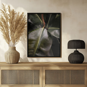 Ficus Bubu Poster