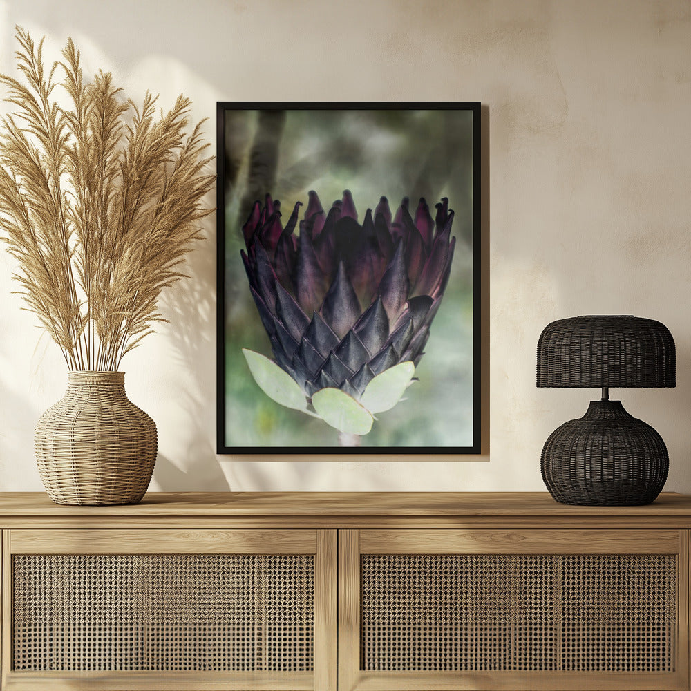 King Protea 01 Poster