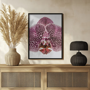 Leopard Orchid Poster