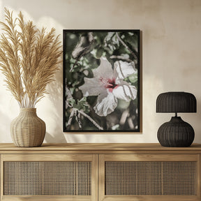 Pale Pink Hibiscus Poster