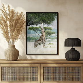 Giraff Stretch In Serengeti Poster