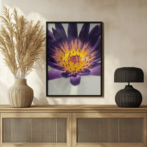 Water Lilly Poster