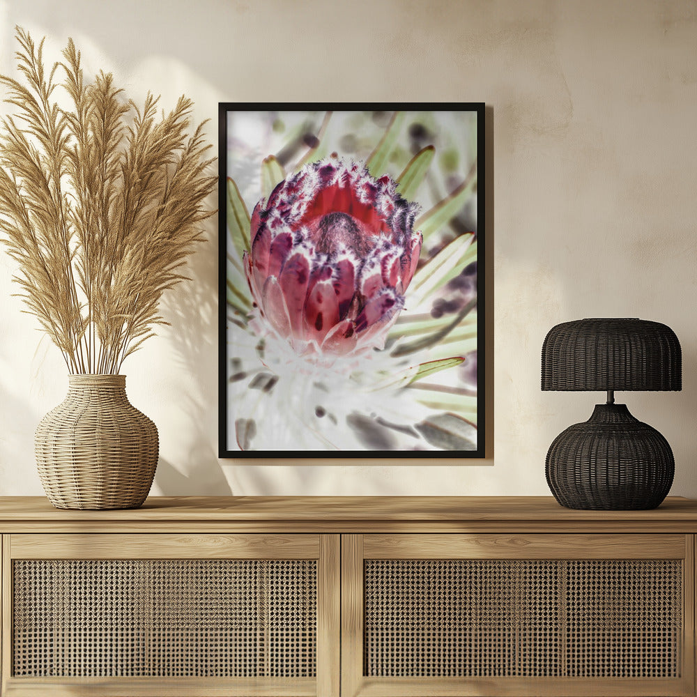 Wild Protea Poster