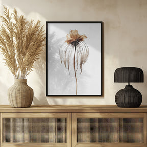 Dry Jelly Fish Flower Poster