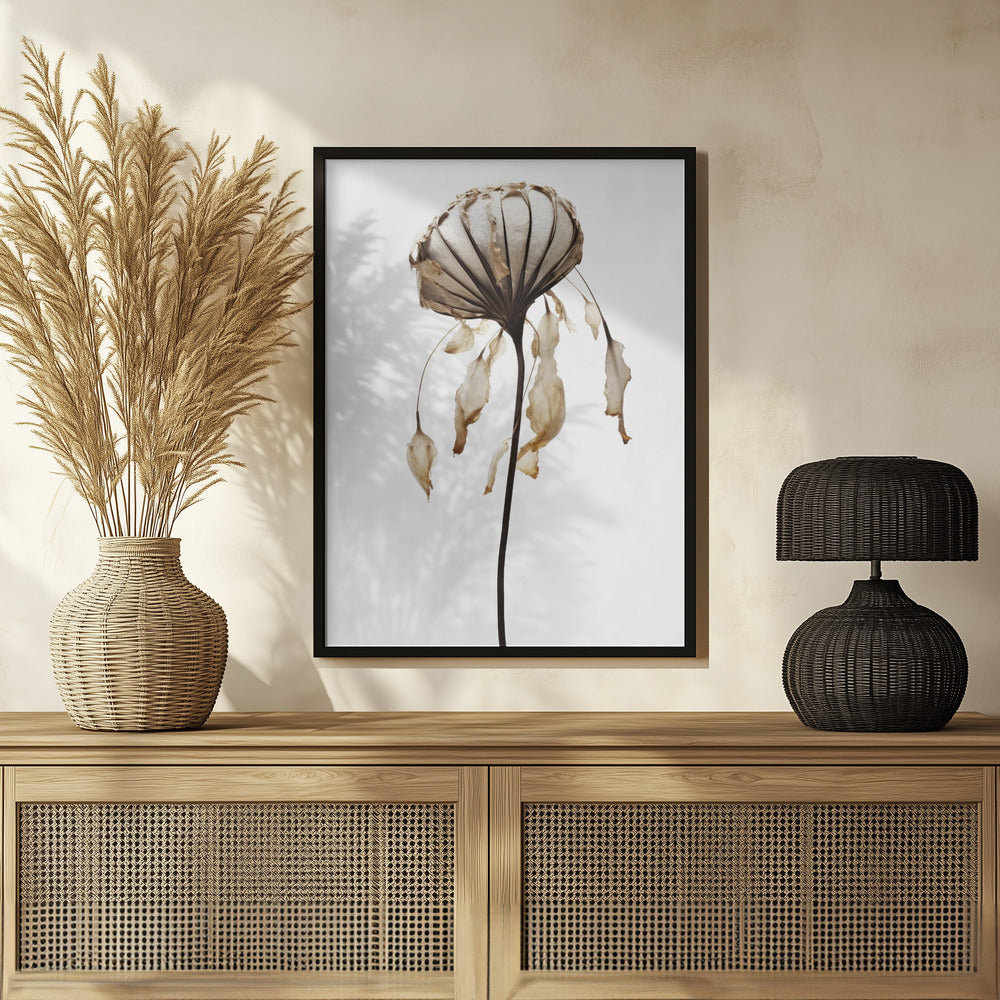 Dry Sea Shell Flower Poster